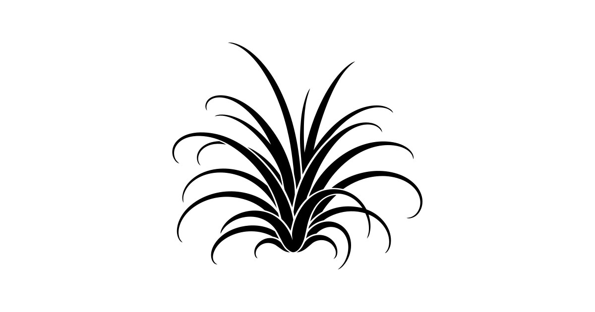 Air Plant Tillandsia Rootless SVG - Free Cut File & PNG Download | InfySVG